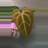 plant/Anthurium Velvet Moira-1-thumbnail