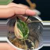 plant/Philodendron ‘true’ Pink Micans-1-thumbnail