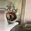 plant/Philodendron Billietiae Variegated Billie Variegated-5-thumbnail