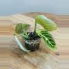 plant/Maranta Lemon Lime (Prayer Plant) (2)-2-thumbnail