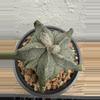 plant/Astrophytum Myriostigma Fukuryu-0-thumbnail