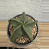 plant/Astrophytum Myriostigma Fukuryu-0-thumbnail
