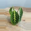 plant/Maranta Lemon Lime (Prayer Plant) (1)-0-thumbnail