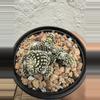 plant/Copiapoa Tennuissima cv Starry Night-2-thumbnail
