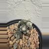 plant/Copiapoa Tennuissima cv Starry Night-2-thumbnail