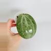 plant/Hoya Latifolia Silver 0552-3-thumbnail
