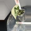 plant/RBR05 — Corm Grown Alocasia Frydek Variegated Pup-2-thumbnail
