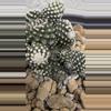 plant/Copiapoa Tennuissima cv Starry Night-4-thumbnail