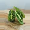plant/Maranta Lemon Lime (Prayer Plant) (1)-1-thumbnail