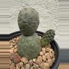 plant/Tephrocactus Geometricus 3 Heads-3-thumbnail