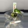 plant/RBR03 — Corm Grown Alocasia Frydek Variegated Pup-0-thumbnail