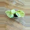 plant/Epipremnum Aureum ‘Snow Queen Pothos’-1-thumbnail