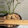 plant/Euphorbia Neorubella-2-thumbnail