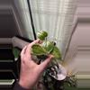 plant/Anthurium Veitchii-0-thumbnail