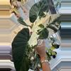 plant/CORM Regal Shield Albo/Pink-1-thumbnail