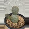 plant/Tephrocactus Geometricus 3 Heads-0-thumbnail