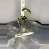 plant/RBR03 — Corm Grown Alocasia Frydek Variegated Pup-1-thumbnail