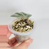 plant/Hoya Latifolia Silver 0552-1-thumbnail