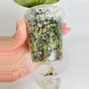 plant/Hoya Latifolia Silver 0552-2-thumbnail