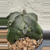 plant/Astrophytum Myriostigma Fukuryu-1-thumbnail
