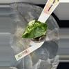 plant/RBR03 — Corm Grown Alocasia Frydek Variegated Pup-2-thumbnail