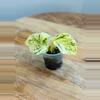 plant/Epipremnum Aureum ‘Snow Queen Pothos’-0-thumbnail