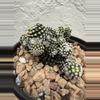 plant/Copiapoa Tennuissima cv Starry Night-0-thumbnail
