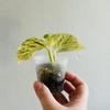 plant/Epipremnum Aureum ‘Snow Queen Pothos’-2-thumbnail