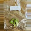 plant/Philodendron Snowdrift TC-1-thumbnail