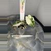 plant/RBR08 — Corm Grown Alocasia Frydek Variegated Pup-1-thumbnail