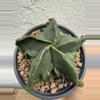 plant/Astrophytum Myriostigma Fukuryu-3-thumbnail
