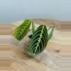 plant/Maranta Lemon Lime (Prayer Plant) (2)-1-thumbnail