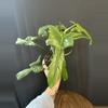 plant/Philodendron Bippen 'Splash Gordon'-0-thumbnail