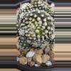 plant/Copiapoa Tennuissima cv Starry Night-4-thumbnail