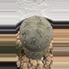 plant/Tephrocactus Geometricus 3 Heads-1-thumbnail