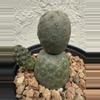 plant/Tephrocactus Geometricus 3 Heads-2-thumbnail