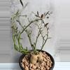 plant/Euphorbia Neorubella-0-thumbnail