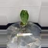 plant/RBR07 — Corm Grown Alocasia Frydek Variegated Pup-1-thumbnail