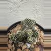 plant/Copiapoa Tennuissima cv Starry Night-1-thumbnail