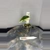 plant/RBR06 — Corm Grown Alocasia Frydek Variegated Pup-0-thumbnail