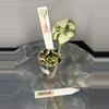 plant/RBR04 — Corm Grown Alocasia Frydek Variegated Pup-0-thumbnail