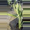 plant/PL177: Epipremnum Giganteum Aurea-1-thumbnail