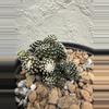 plant/Copiapoa Tennuissima cv Starry Night-1-thumbnail