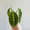 plant/Maranta Lemon Lime (Prayer Plant) (1)-3-thumbnail