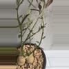 plant/Euphorbia Neorubella-3-thumbnail