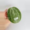 plant/Hoya Latifolia Silver 0552-0-thumbnail