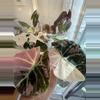 plant/CORM Pink Black Velvet-1-thumbnail