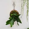 plant/custom shipping fee-0-thumbnail