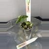 plant/RBR03 — Corm Grown Alocasia Frydek Variegated Pup-3-thumbnail