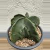 plant/Astrophytum Myriostigma Fukuryu-1-thumbnail